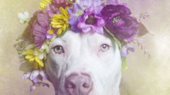 Заставка для - Сила цветов: собаки в венках