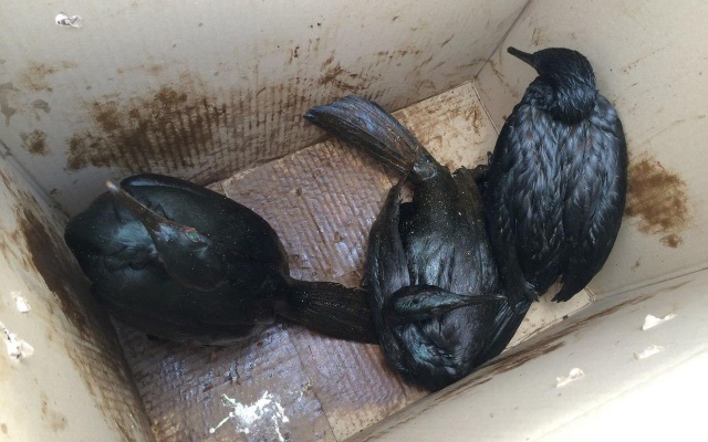 Заставка для - Экологи Сахалина спасают птиц, пострадавших от разлива нефти