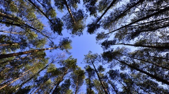 Заставка для - Волонтеры Томской области высадили в 2015 году 40 000 деревьев