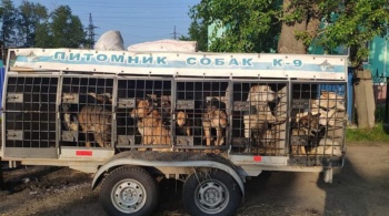 Заставка для - Поможем людям и животным Иркутской области